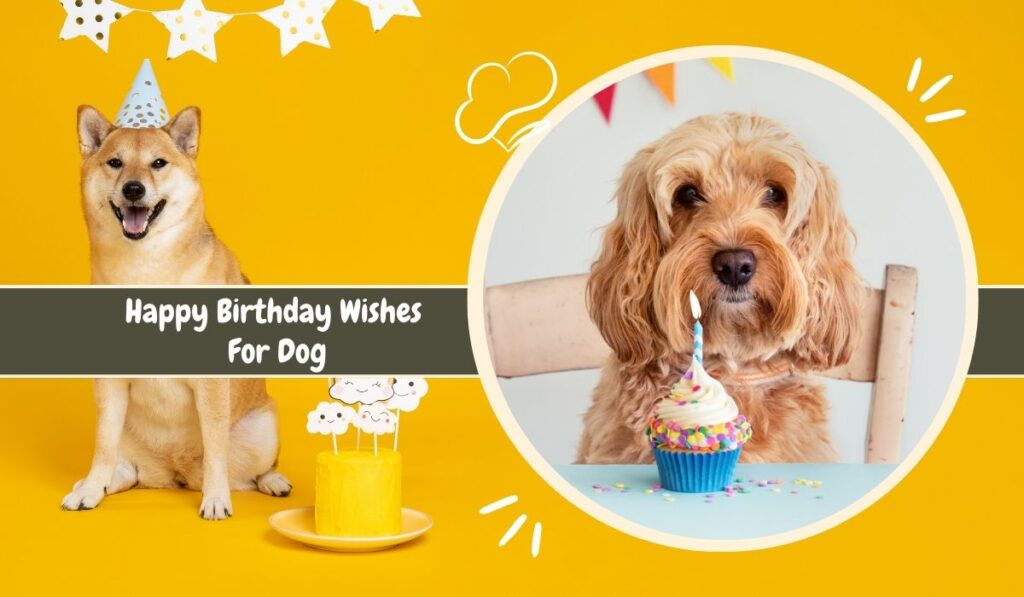 150+ Touching Happy Birthday Wishes For Dog Lovers